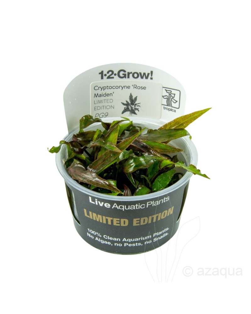 Cryptocoryne nurii var Rose Maiden - 1-2 Grow!